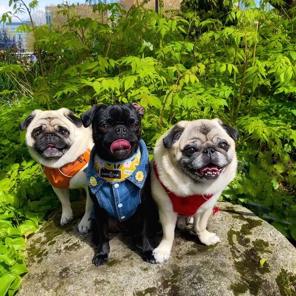 crazypuggal